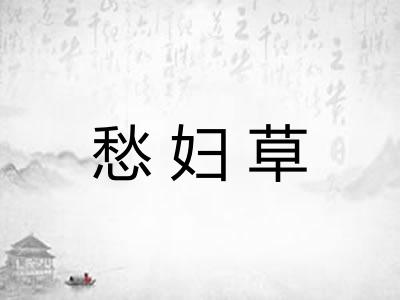 愁妇草