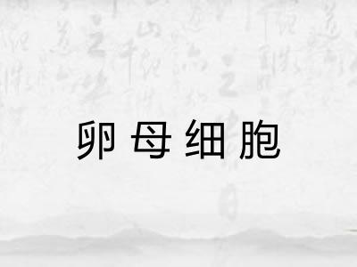 卵母细胞