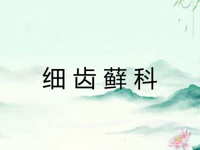 细齿藓科