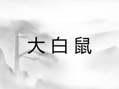 大白鼠