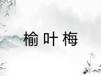 榆叶梅