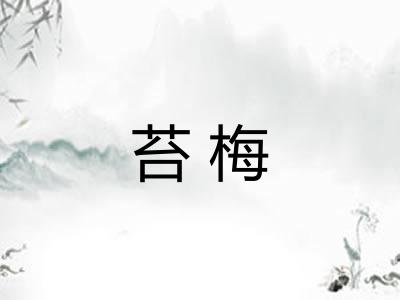 苔梅