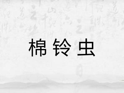 棉铃虫
