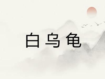 白乌龟