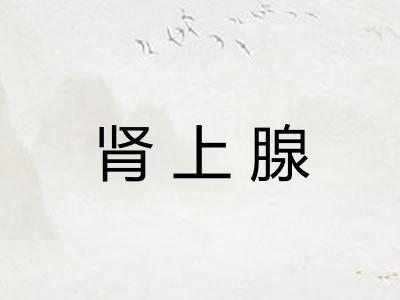 肾上腺