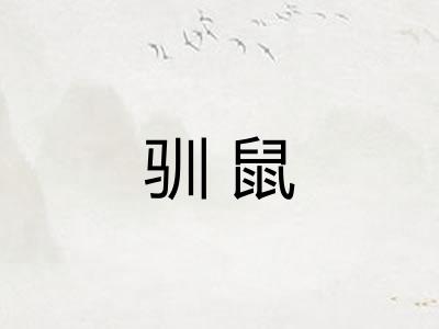 驯鼠