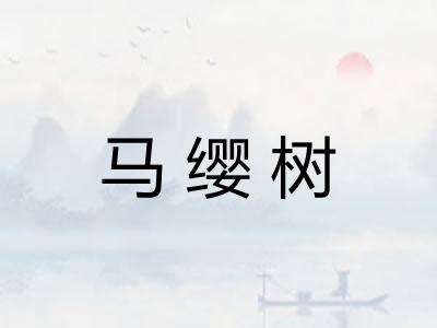马缨树