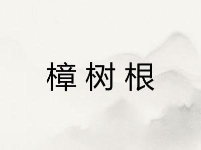 樟树根
