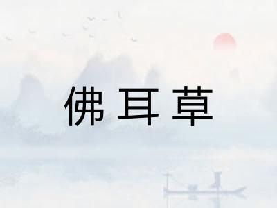 佛耳草