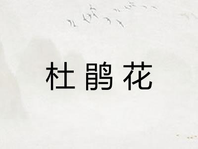 杜鹃花