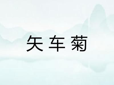 矢车菊