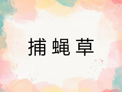 捕蝇草