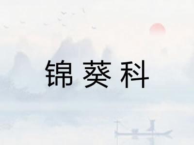 锦葵科