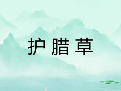 护腊草
