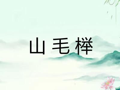 山毛榉