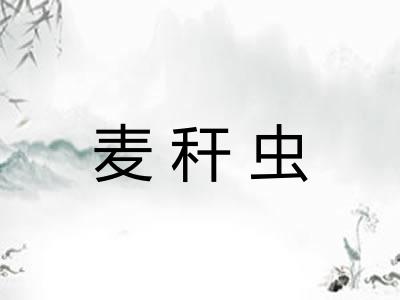 麦秆虫