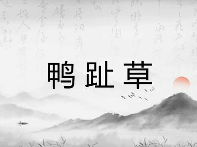 鸭趾草
