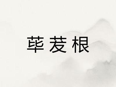 荜茇根