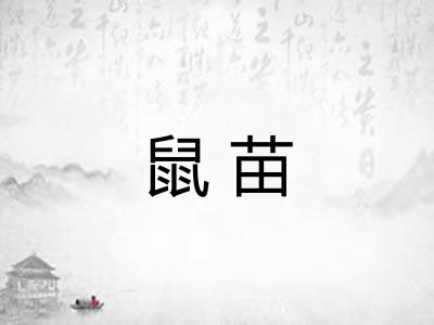 鼠苗