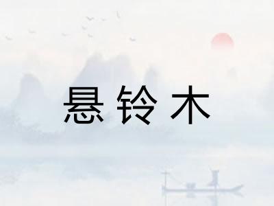 悬铃木