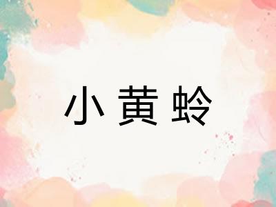 小黄蛉