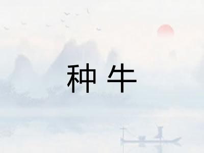 种牛