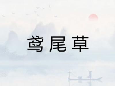 鸢尾草