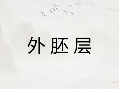 外胚层