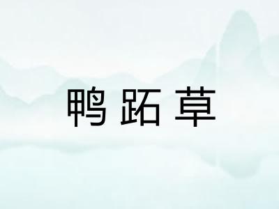 鸭跖草