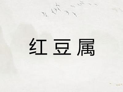 红豆属