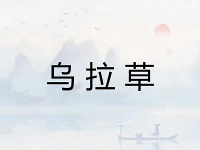 乌拉草
