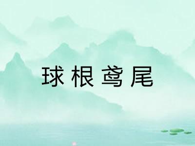 球根鸢尾