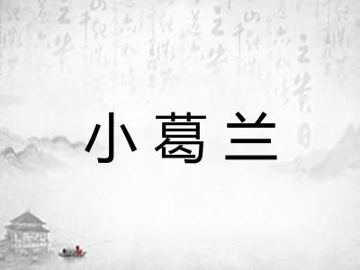 小葛兰