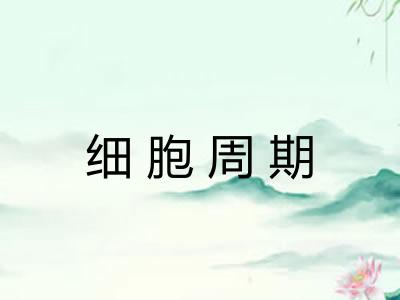 细胞周期