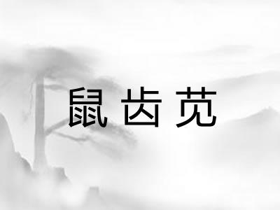 鼠齿苋