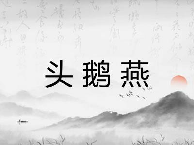 头鹅燕