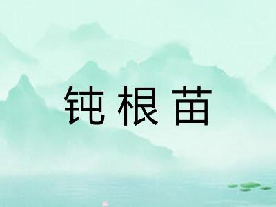 钝根苗