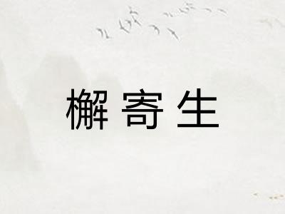檞寄生