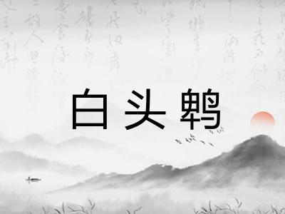 白头鹎