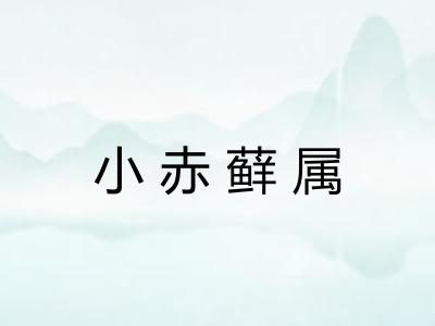 小赤藓属