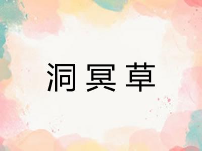洞冥草