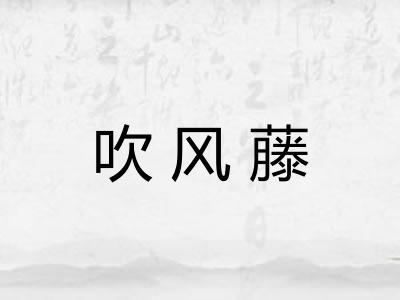 吹风藤