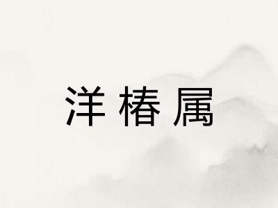 洋椿属