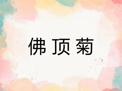 佛顶菊