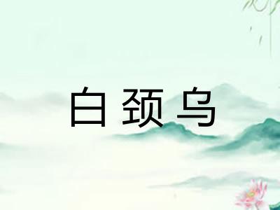 白颈乌
