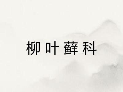 柳叶藓科