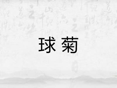 球菊