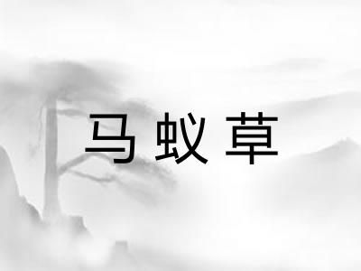 马蚁草