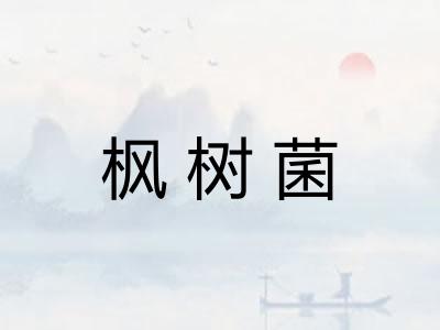 枫树菌